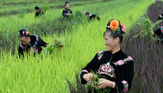 貴州&江：陽芳村民種出五彩生活